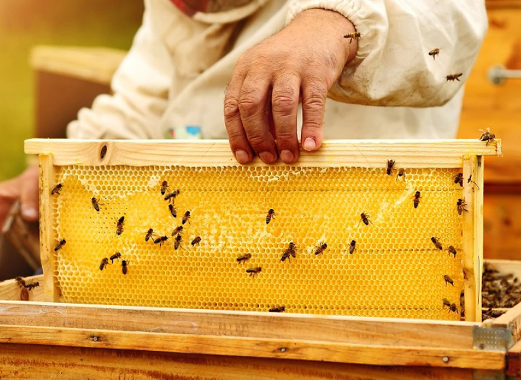 Как достают соты. Соты пчел. Мёд в сотах. Пчелиная рамка. Соты пчеловод.